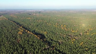 Günbatımında yıkanan sonbahar ağaçları