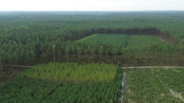 Çam ağaçlarının yemyeşil havadan çekilmiş görüntüleri.