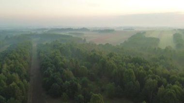 Şafak vakti sisli ormanlık alanda yumuşak güneş ışığı