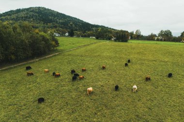 Avrupa yamaçlarındaki dağ ineklerinin İHA perspektifi
