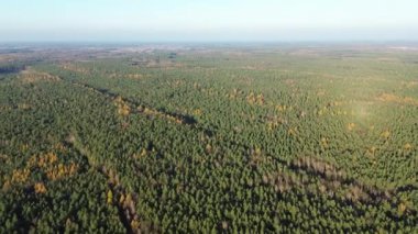 Sonbahar mevsiminde çıplak ağaçlar ormanı