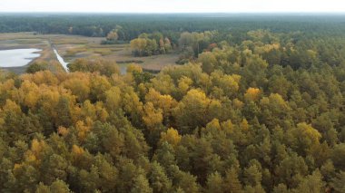 Avrupa ormanları canlı sonbahar renkleriyle