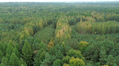 Yoğun sonbahar ormanlarının havadan görünüşü