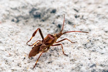 Batı kozalaklı tohum böceği Avrupa 'da yayılıyor