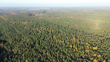 Sakin sonbahar manzarasında çıplak ağaçlar