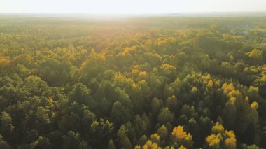 Sonbaharda çıplak ağaçların manzarası