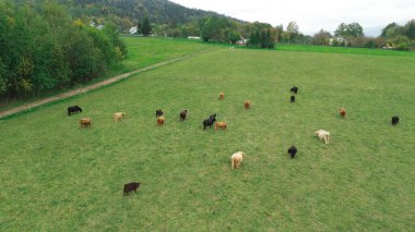 Avrupa dağlarında gezinen dağ inekleri, hava manzarası.