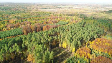 Parlak sonbahar renklerini gösteren sonbahar ağaçları