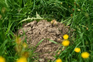 Yeşil tarlada çiçekli toprak yığını