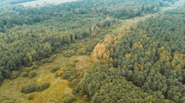 Geniş ormanda yeşil ve sarı ağaçlar