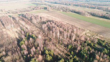 Sessiz bir sonbahar gününde, kısa çıplak ağaçlar.