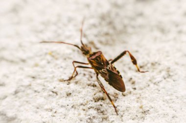 Kozalak tohumu böceği tüm Avrupa 'ya yayılıyor