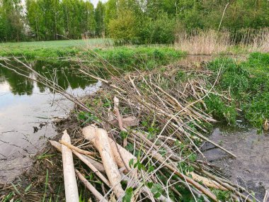 Dallar ve bitkiler suda doğal bir baraj oluşturuyorlar.