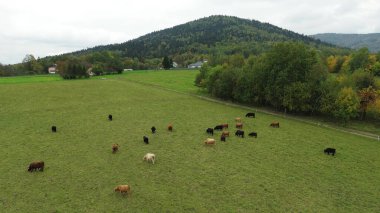 Avrupa yamaçlarındaki dağ ineklerinin İHA perspektifi