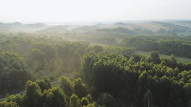 Kalın orman tepe örtüsünün üst manzarası