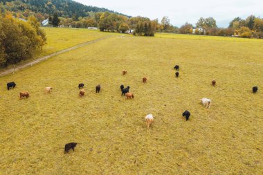 Dağ otlaklarındaki dağlık ineklerin insansız hava aracı görüntüsü.