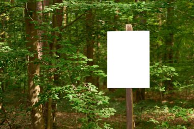 Yeşil bir ormanda duran beyaz boş tabela.
