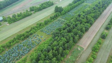 Aşırı gelişmiş alan Ormana Dönüşüyor