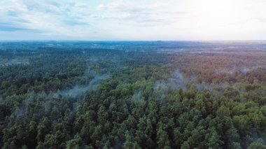 Geniş sisli orman manzarası