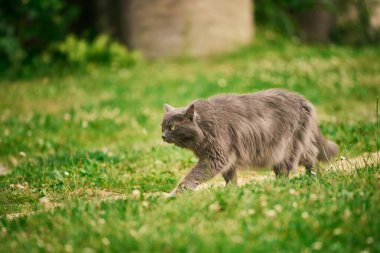 Fluffy cat with green eyes on grass clipart