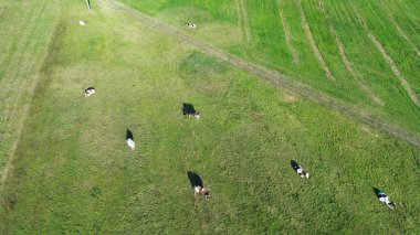 Açık arazide ineklerin hava görüntüsü