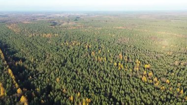 Çıplak ağaçlarla dolu bir ormanda sakin bir sonbahar günü