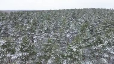 Kış ormanı, her yer buzla kaplı.