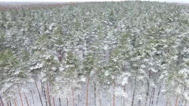 Sonsuza dek yeşil ağaçlı karlı orman manzarası