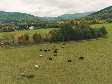 Dağ çiftliğindeki dağ sığırlarının manzaralı manzarası