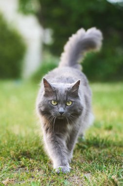 Yeşil alandaki gri kedi kameraya bakıyor.