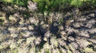 Kunduz yaşam alanının orman taşkın ovasındaki havadan görünüşü