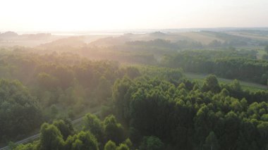 Yoğun yeşil ormanın havadan görünüşü
