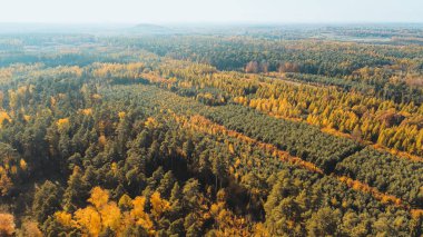 Ormandaki sonbahar yapraklarının drone çekimi