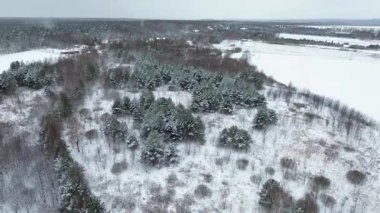 Uzun ağaçlar ve karlı ormanlar