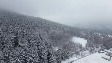 Karla kaplı dağlarla ve çam ağaçlarıyla dağlık arazi