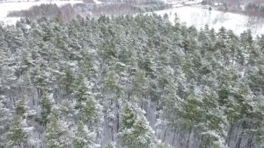 Kış manzarasında karla kaplı ağaçlar