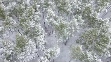 Beyaz kış tarlaları ve yukarıdaki ormanlar