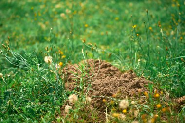 Yeşil çimenlikteki küçük köstebek tepeciği