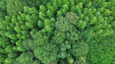 Yeşil ağaçların yukarıdan aşağıya doğru görüntüsü