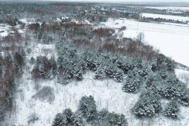 Kış ormanlarında çam ağaçlarına taze kar yağar