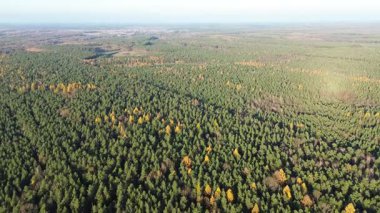 Sonbahar günü çıplak ağaçlar