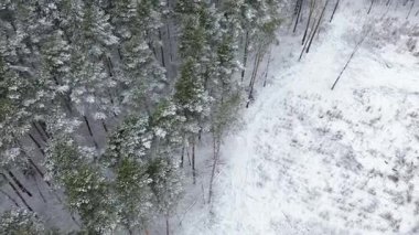 Kışın karlı ve yemyeşil bir orman