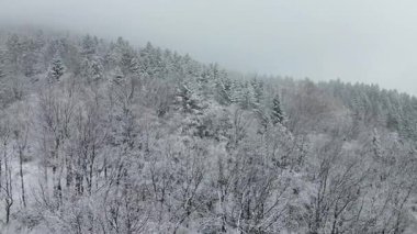 Karlı, yemyeşil orman ve kışın kırsal