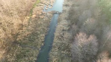 Kış ormanıyla çevrili karlı gölet