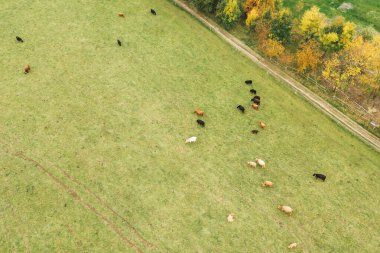Boynuzlu dağ sığırı Avrupa 'da otluyor.