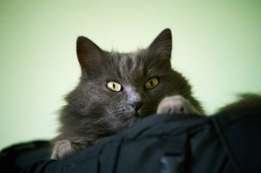 Şirin tüylü gri kedi huzur içinde uzanıyor.