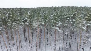 Taze karla kaplı sessiz bir kırsal bölge.