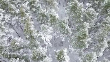 Karlı ve uzun çamlı donmuş ormanlık