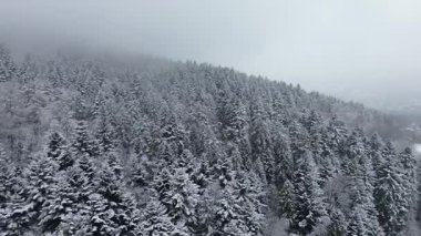 Karla kaplı ağaçlar ve vadiyle kış manzarası