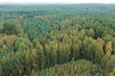 Renkli yaprakları olan manzaralı sonbahar ormanı